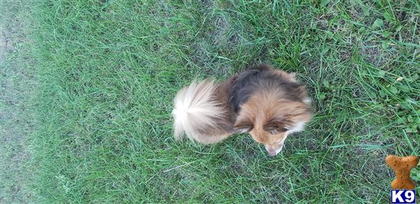 a pomeranian dog lying in the grass