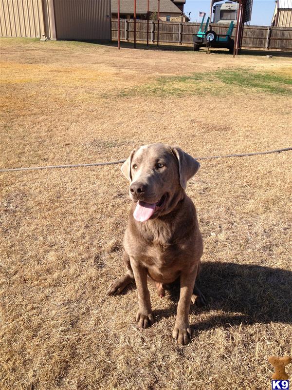 a labrador retriever dog sitting on the ground