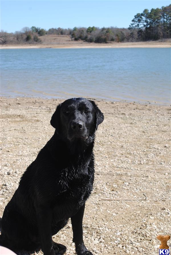 a labrador retriever dog sitting on a beach