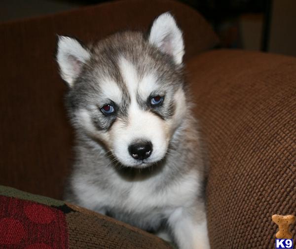 Siberian Husky Puppy for Sale: AKC Siberian Husky, Champion Bloodlines ...