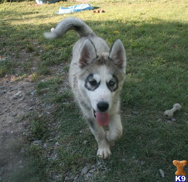 download siberian husky champion bloodlines for free