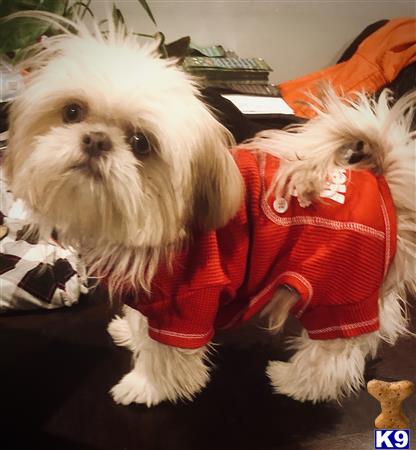 a shih tzu dog wearing a sweater