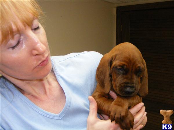 a person holding a redbone coonhound dog