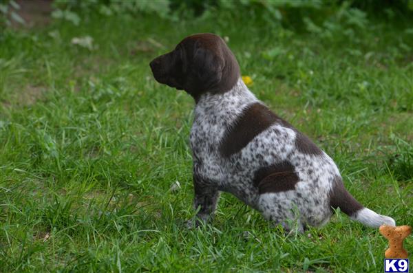 a german shorthaired pointer dog sitting in the grass