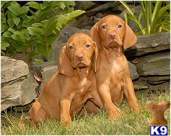 a couple of vizsla dogs sitting on grass