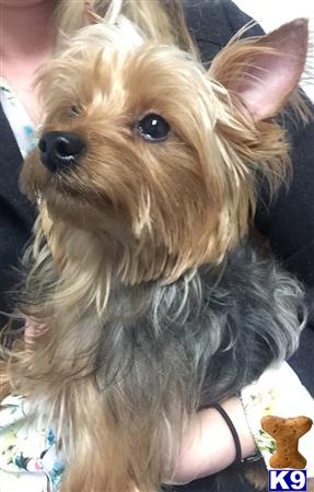 a yorkshire terrier dog with a persons hand on its head