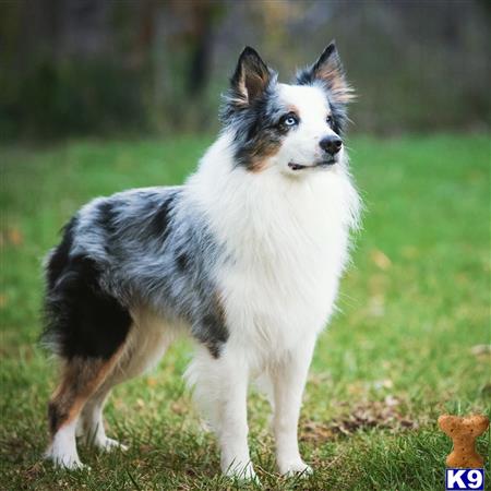 a australian shepherd dog standing in a grassy area