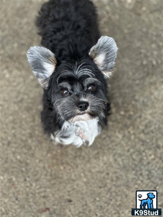 a yorkshire terrier dog holding a toy in its mouth