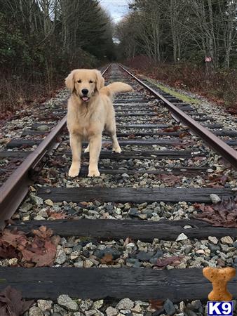 a golden retriever dog standing on train tracks