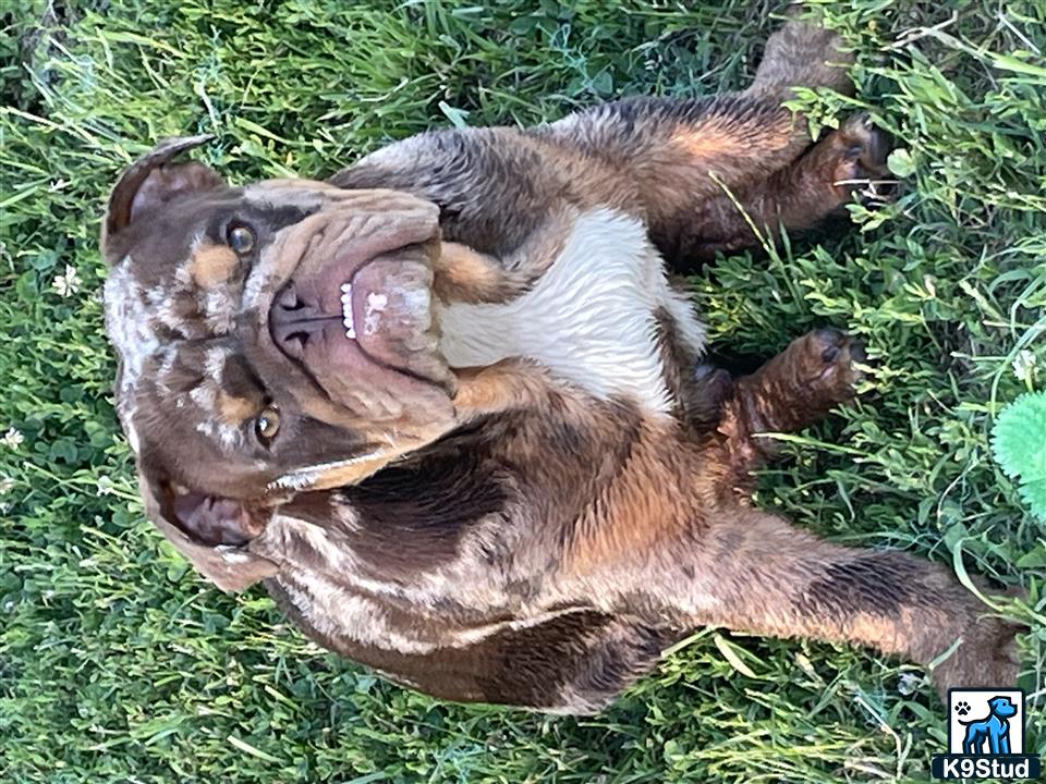 a cat lying on the grass