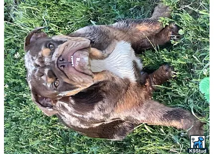 a cat lying on the grass