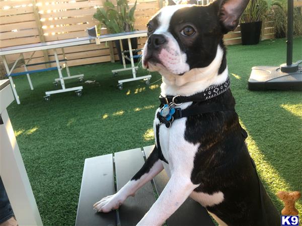a boston terrier dog sitting on a bench