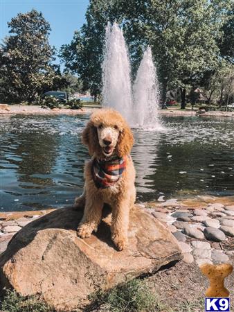 a poodle dog sitting on a rock by a fountain