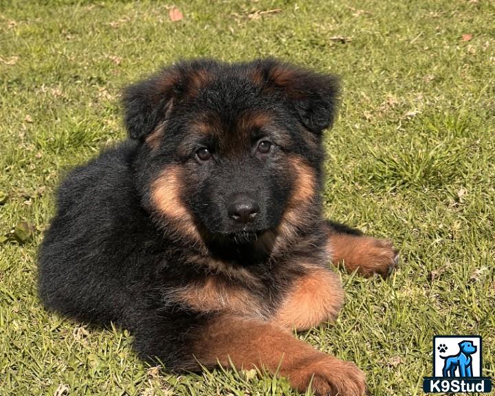 a german shepherd dog lying on grass