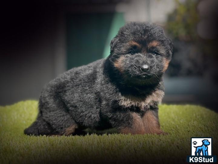 a small german shepherd puppy sitting on grass