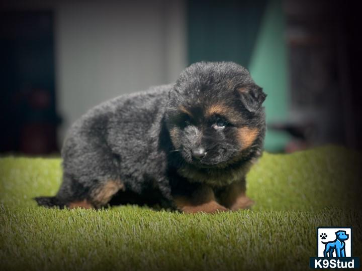 a small animal on a green surface