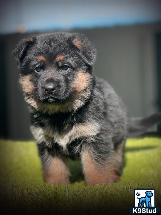 a german shepherd dog running on grass