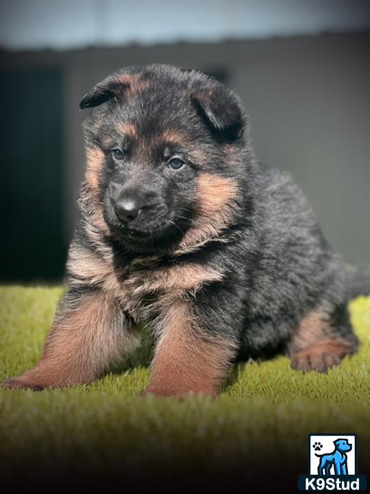 a german shepherd dog running on grass