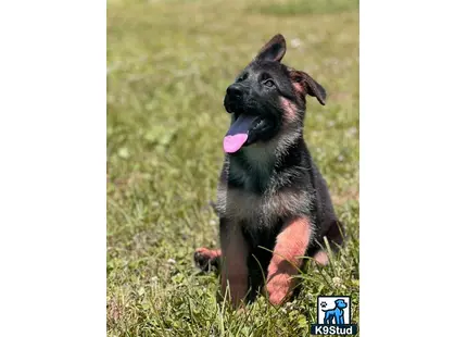 a german shepherd dog standing in grass