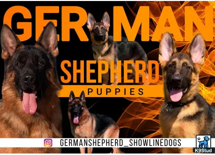 a group of german shepherd dogs