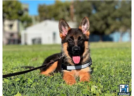 a german shepherd dog on a leash in a grassy area