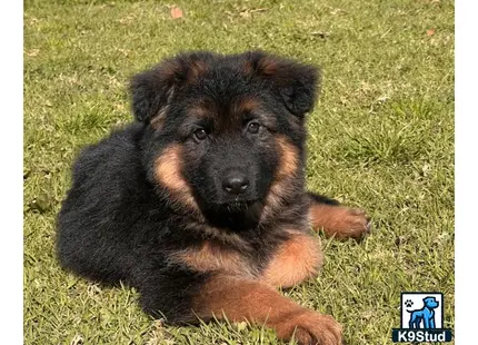 a german shepherd dog lying on grass