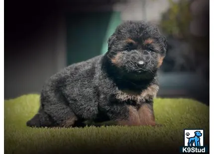 a small german shepherd puppy sitting on grass