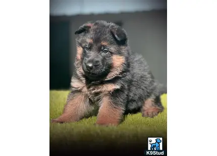 a german shepherd dog running on grass