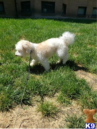 a bichon frise dog on a leash in a grassy area