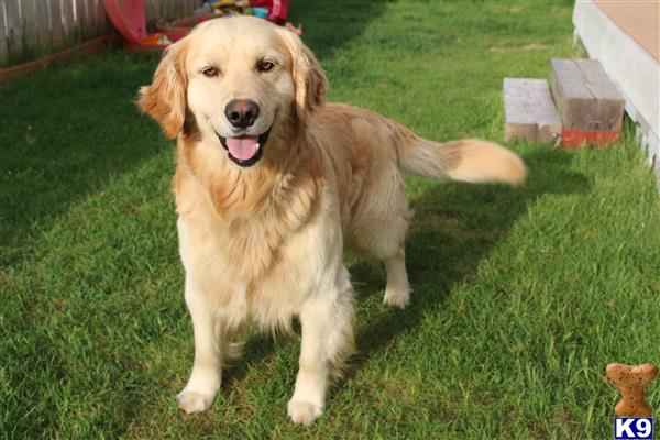 a golden retriever dog sitting on grass