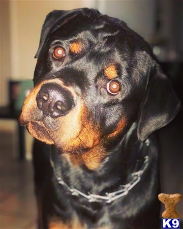 a rottweiler dog with a scarf around its neck