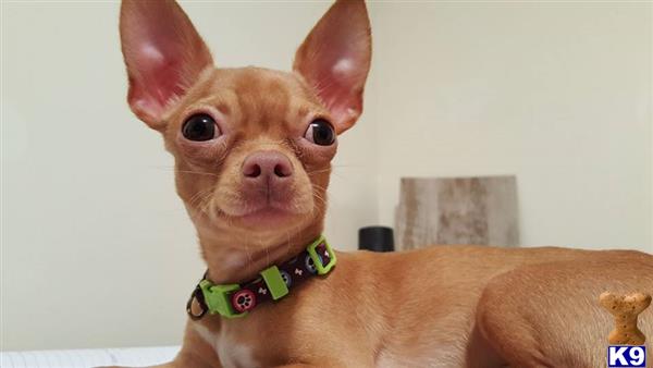 a chihuahua dog with a green collar