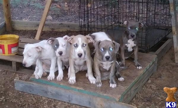 a group of american pit bull puppies on a green bench