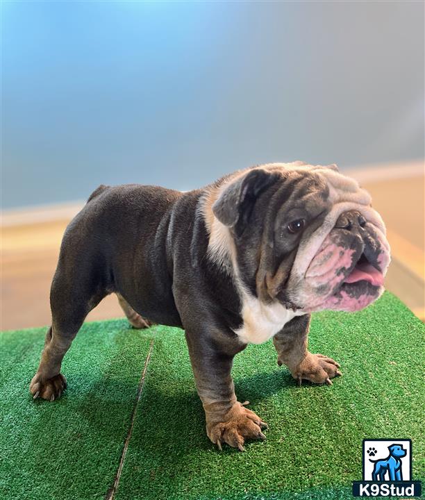 a english bulldog dog standing on grass