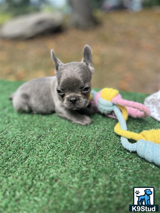 a small animal lying on grass