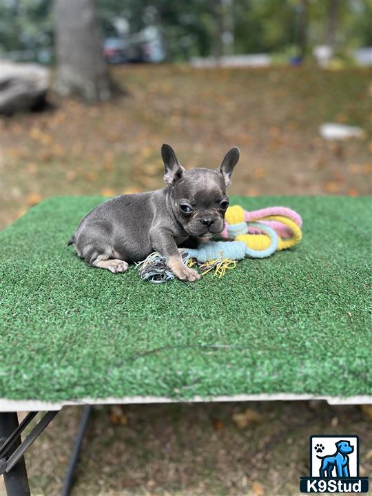 a small french bulldog dog lying on a green blanket with a toy in its mouth