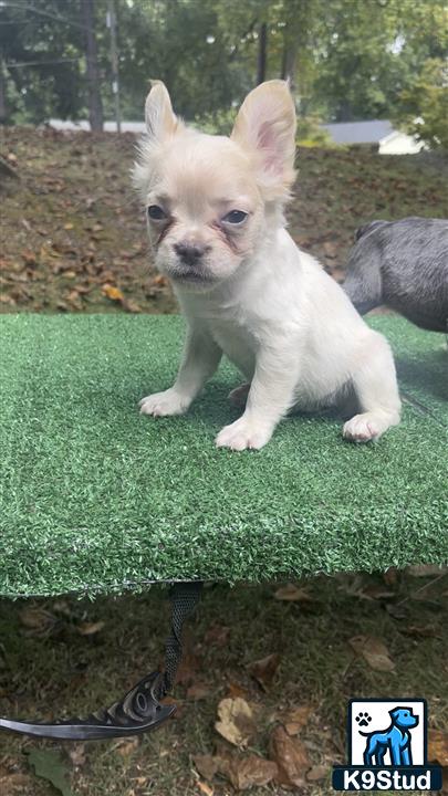 a small white french bulldog dog