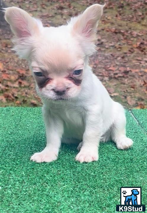 a small french bulldog dog on grass