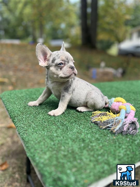 a small french bulldog puppy on a green lawn