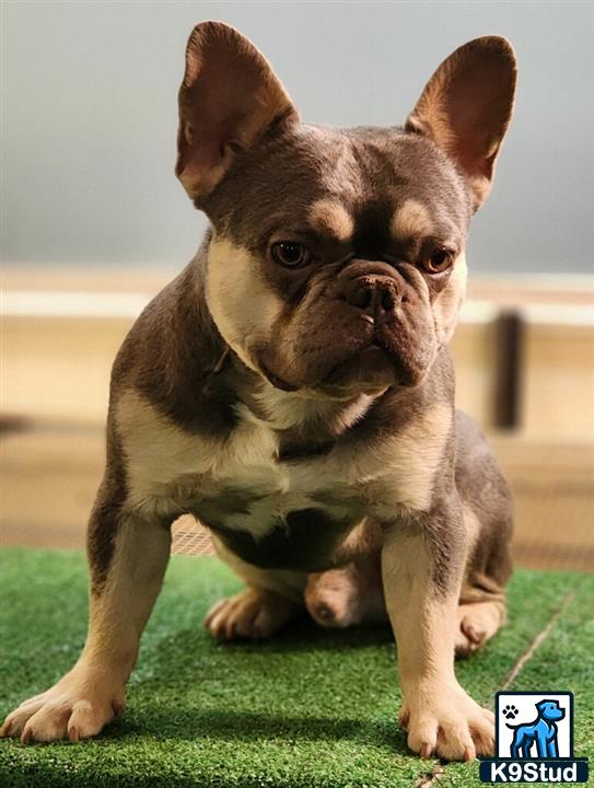 a small french bulldog dog on grass