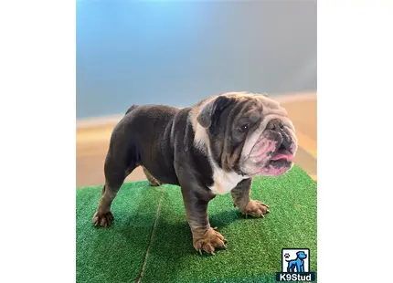 a english bulldog dog standing on grass