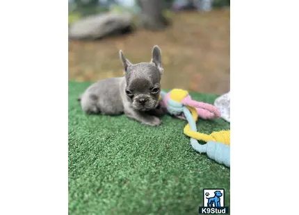 a small animal lying on grass