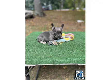 a small french bulldog dog lying on a green blanket with a toy in its mouth