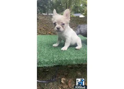 a small white french bulldog dog