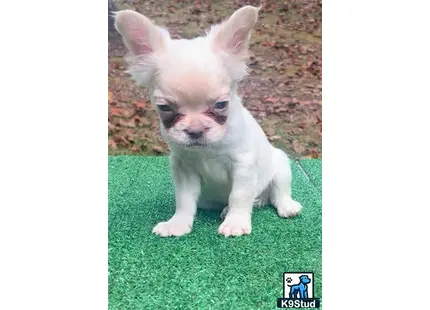 a small french bulldog dog on grass