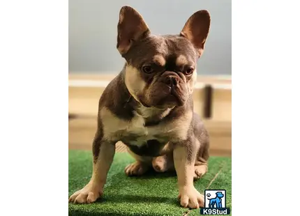 a small french bulldog dog on grass