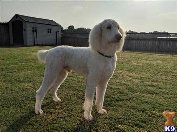 a white poodle dog standing on grass