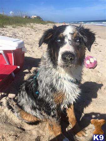 a australian shepherd dog sitting on a beach