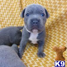 a staffordshire bull terrier dog sitting on a couch