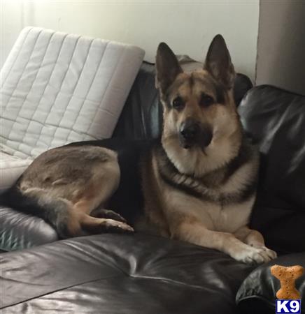 a german shepherd dog and a cat lying on a couch